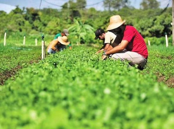 Governo retomar&aacute; compras de alimentos da agricultura familiar