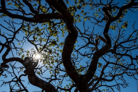 Cerrado pode perder quase 34% da &aacute;gua at&eacute; 2050